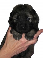 /album/gaia-som-hvalp/gul-20b-dec-jpg/